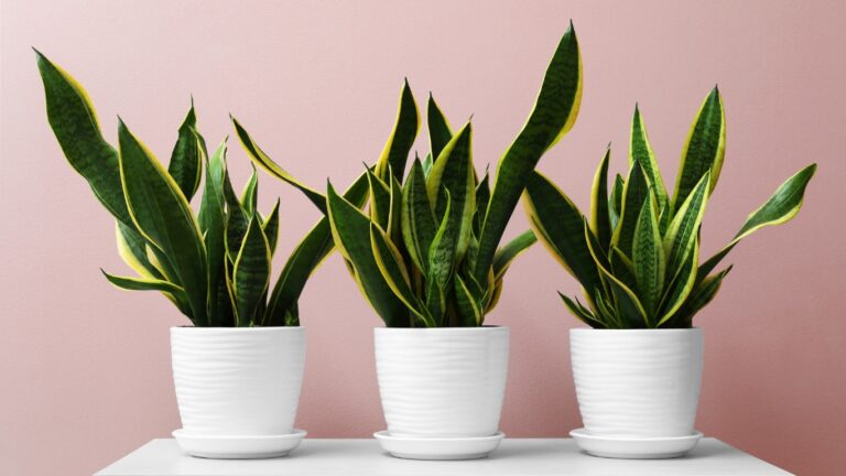 The Benefits of Indoor Plants in Modern Homes